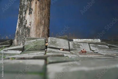 Effect of the roots of a tree breaking and lifting the ground in a park. tree roots damage bricks. nature takes back what human has taken from it. root of tree growing and damage brick block walkway