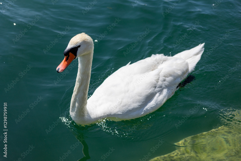 Fototapeta premium A white swan with a red beak swims in blue water.