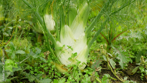 Fennel bio bulb Foeniculum vulgare close-up harvest stalks detail green leaves field plant, white stemmed fresh green organic harvesting, leaf stem grown, garden farm farming ripe, vegetable Europe