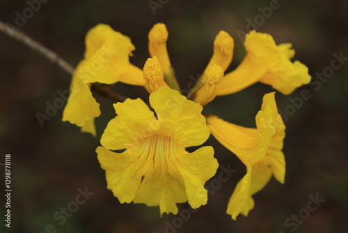 Tabebuia chrysantha or Handroanthus chrysanthus 
was declared the National Tree of Venezuela due to its status as an emblematic native species of extraordinary
beauty. photo