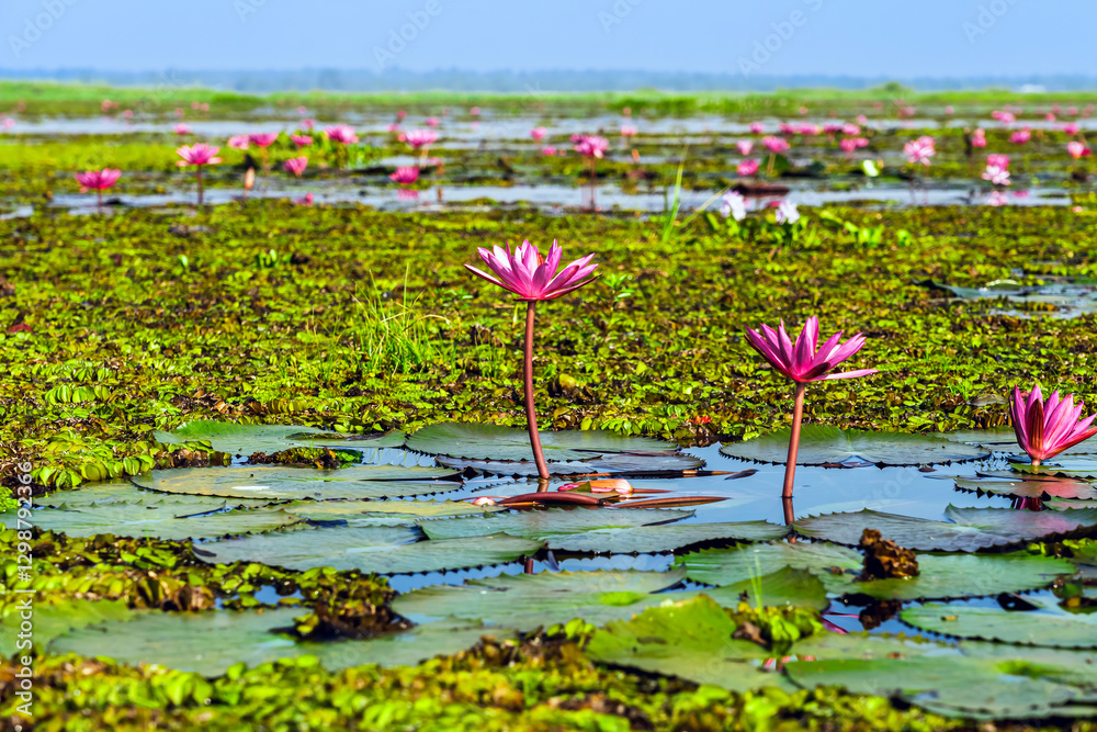 Scenic beautiful view nature of Red Lotus Lake. Pink water lilies nymphaeaceae blooming on the lake. Nature of beautiful red lotus marine of Thailand. Beautiful pink lotus flowers in lake of lotus. Scenic beautiful view nature of Red Lotus Lake. Pink water lilies nymphaeaceae blooming on the lake. Nature of beautiful red lotus marine of Thailand. Beautiful pink lotus flowers in lake of lotus.