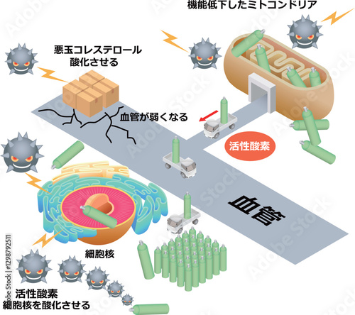ミトコンドリアと活性酸素のしくみ