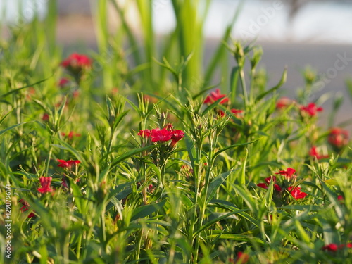 red poppy flowers