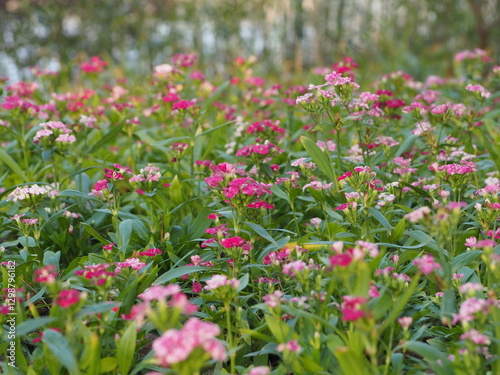 field of pink tulips