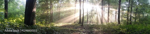 Wald Panorama