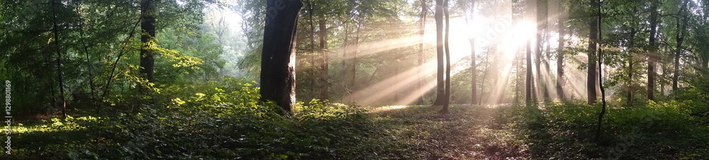 Fototapeta premium Wald Panorama