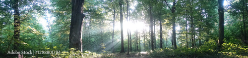 Wald, Panorama, Bäume, Sonnen, Waldbaden 