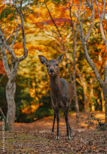Deer on Miyajima Island, Hiroshima