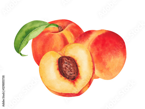 Watercolor botanical illustration of the peach fruits isolated on white background. Hand drawn peach and slice of peach