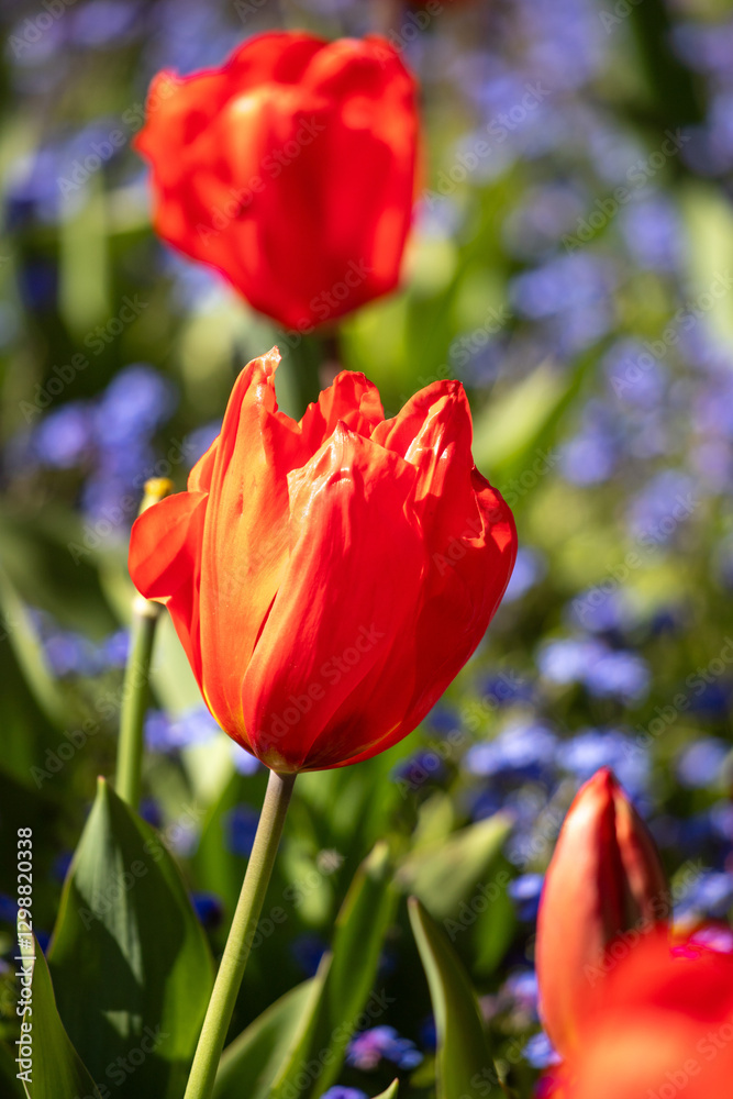 Field of colorful tulips, many red flowers. Field of spring flowers. Tulip field Red tulips, yellow tulips, pink flowers. Field of colorful tulips, many red flowers. Field of spring flowers. Tulip field Red tulips, yellow tulips, pink flowers.