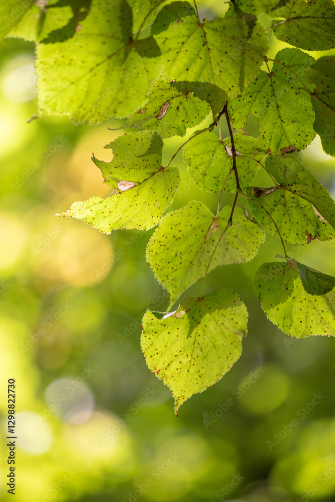 A leafy green branch with a few spots on it A leafy green branch with a few spots on it