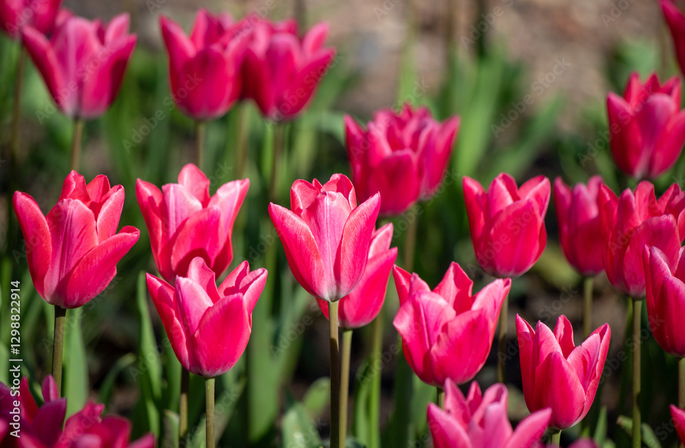 Tulips in the garden in nature in spring. Tulips in the garden in nature in spring.