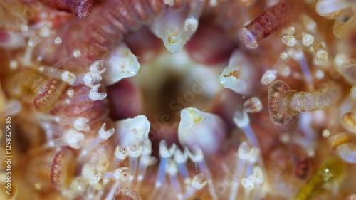 Oral side of sea urchin strongylocentrotus pallidus under microscope, phylum Echinodermata. Movement of teeth that grind food is visible, ambulacral legs and pedicellariae. White Sea