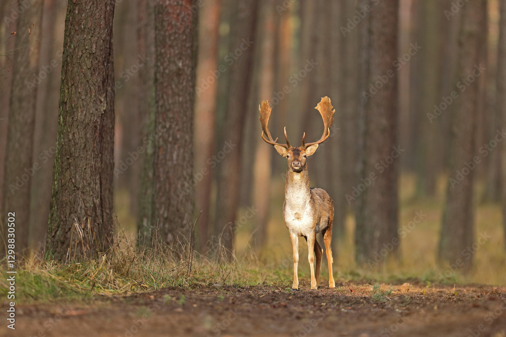 Daniel zwyczajny (Dama dama), fallow deer,