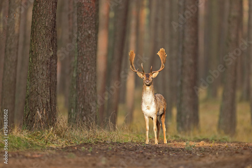 Obraz na płótnie Daniel zwyczajny (Dama dama), fallow deer, w salonie