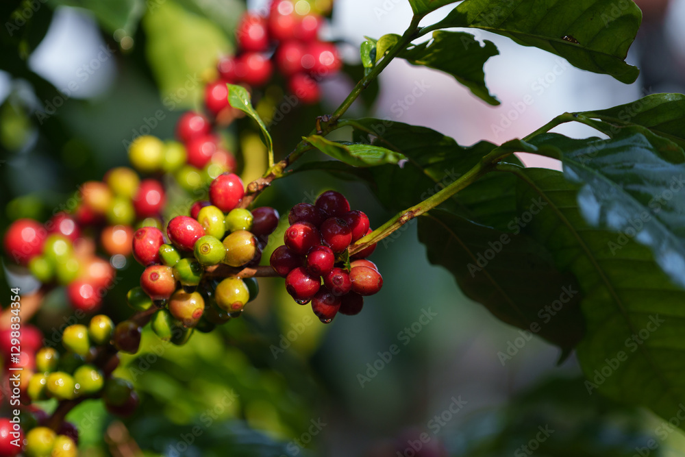 Coffee beans borne on trees in farms and gardens, raw coffee beans in the growing season and drops of water in the morning.. Coffee beans borne on trees in farms and gardens, raw coffee beans in the growing season and drops of water in the morning..