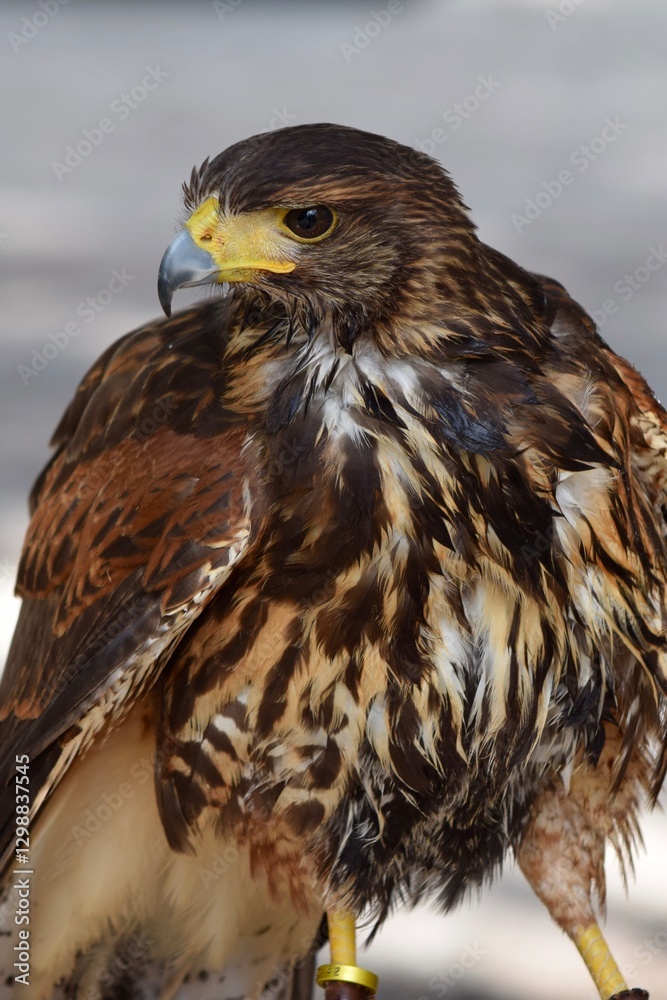 Fototapeta premium harris hawk bird of prey injured education ambassador