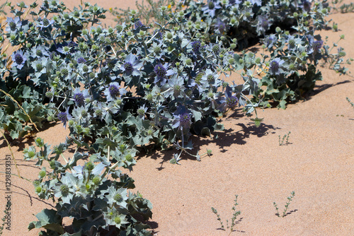 Endangered species sea holly (Eryngium maritimum) growing in the sand of the Cresmina Dune, Guincho, Portugal
