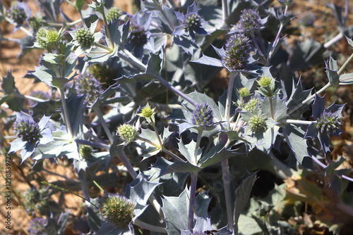Close up of sea holly (Eryngium maritimum) a popular ornamental plant in gardens on dry soils, Guincho, Portugal