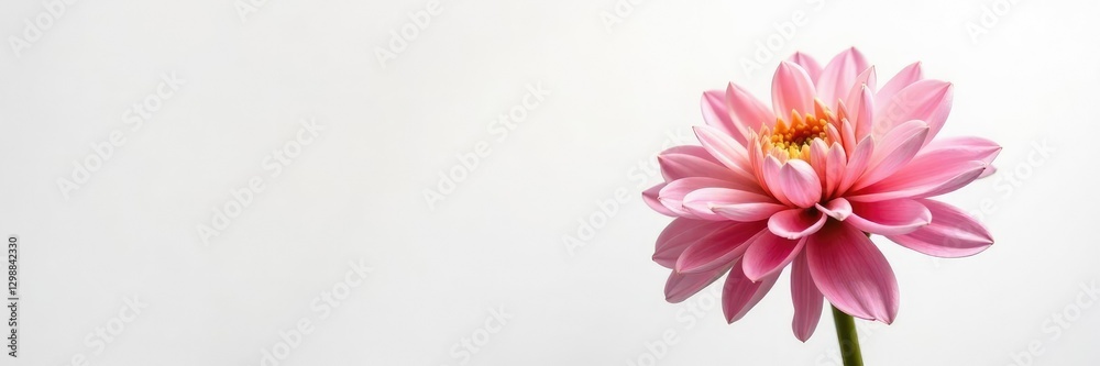 Single dahlia flower with fully opened petals against a crisp white background, petals, bloom, blossom Single dahlia flower with fully opened petals against a crisp white background, petals, bloom, blossom