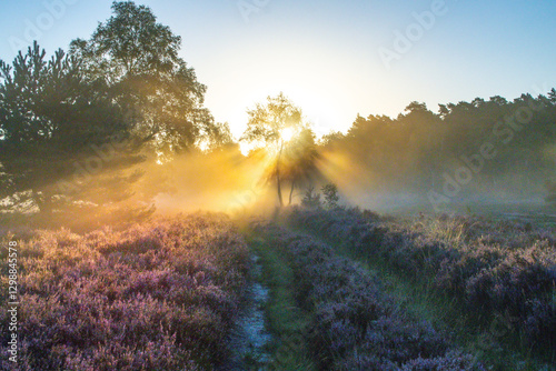 sonniuger Heideweg photo