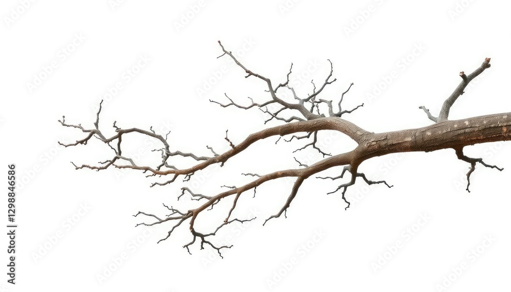 Isolated tree branches against pure white backdrop, showcasing intricate textures and natural forms, tree, stock photo Isolated tree branches against pure white backdrop, showcasing intricate textures and natural forms, tree, stock photo
