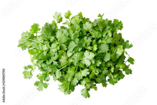 Fresh cilantro leaves png background transparent culinary herbs kitchen top view nature concept