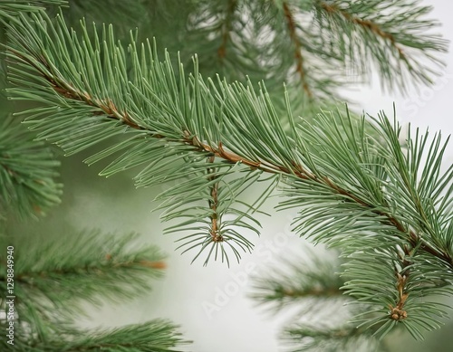 Close-up of lush green pine tree branches with fine needle-like leaves.