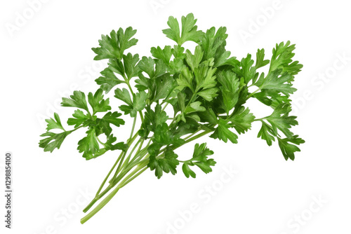 Fresh green parsley png background transparent culinary herb natural setting close-up botanical concept