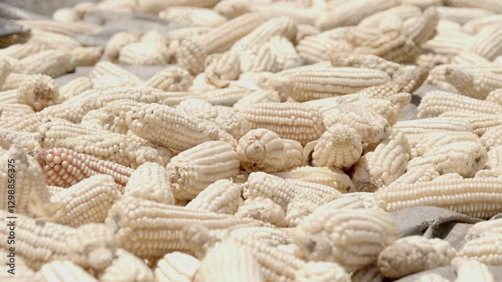 A crop of corn dries out in the sun at a farm in Uganda. A crop of corn dries out in the sun at a farm in Uganda.