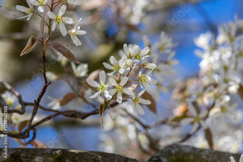 Amelanchier lamarckii deciduous flowering shrub, group of snowy white petal flowers on branches in bloom