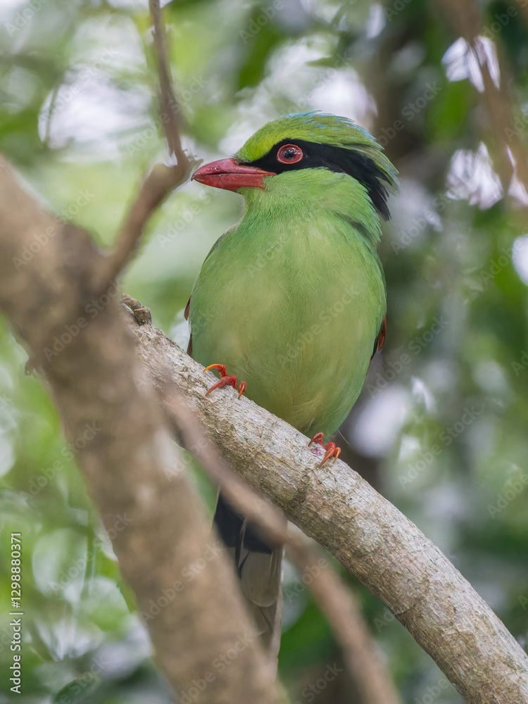 Obraz premium The Indian Green Magpie in Shenzhen