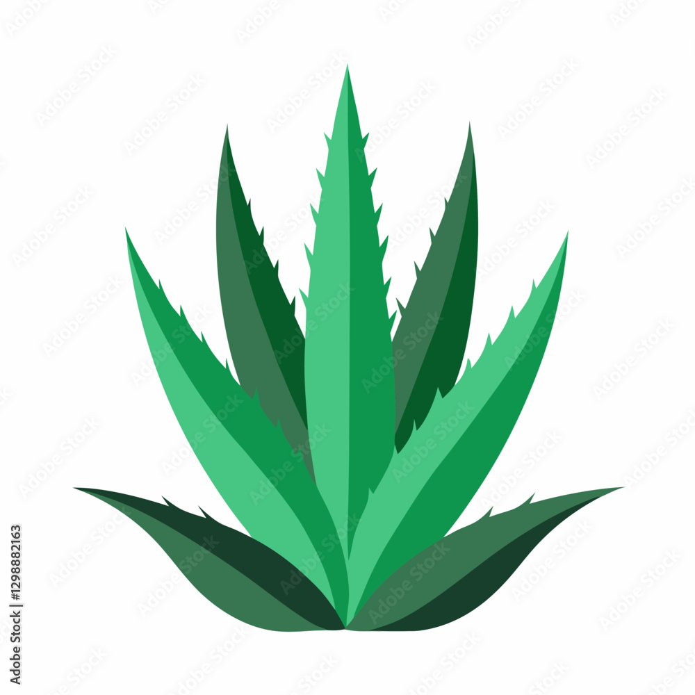 Fototapeta premium aloevera plant leaf isolated on white