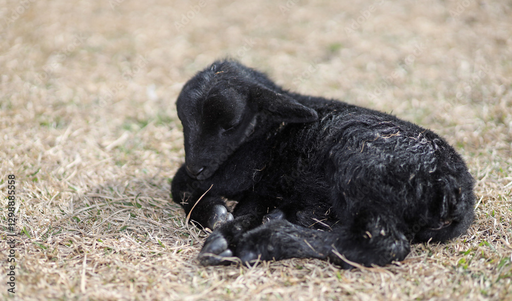 Newborn sheep lamb laying on a grassy field