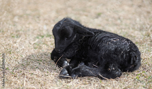 Obraz na płótnie Newborn sheep lamb laying on a grassy field w salonie