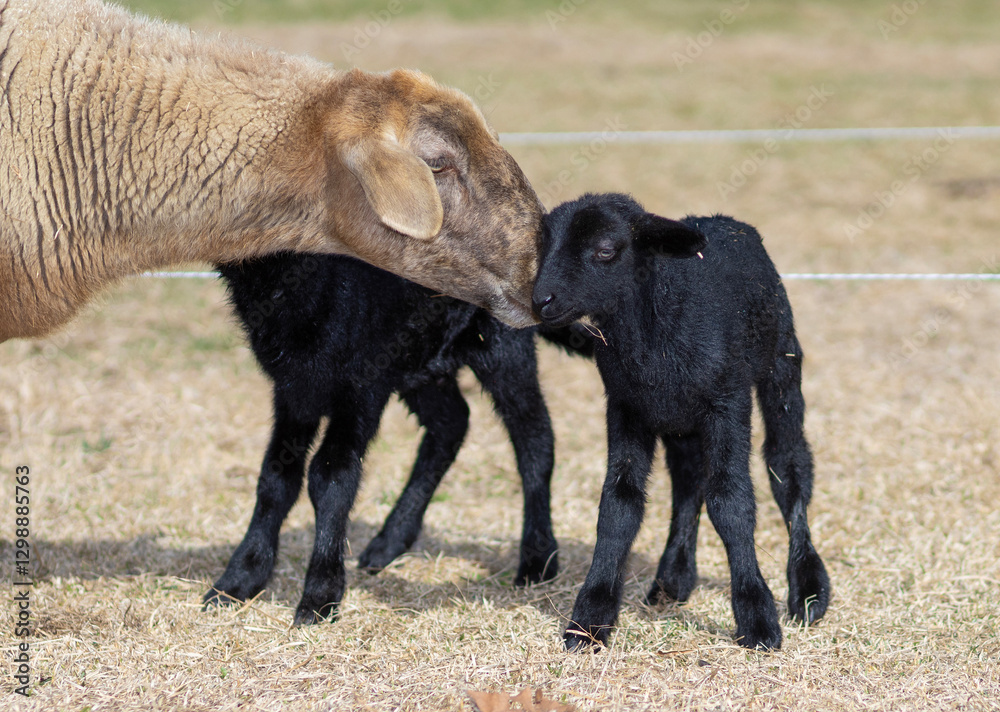 Sheep ewe loving on her new twin lambs