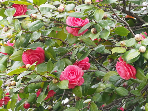 pink roses in garden