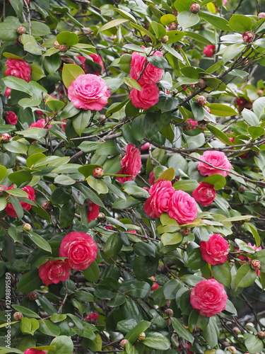 pink roses in garden