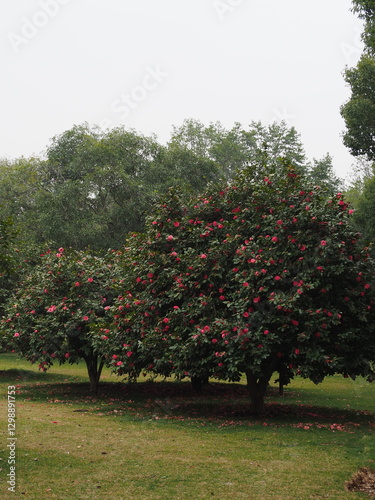 apple orchard in spring