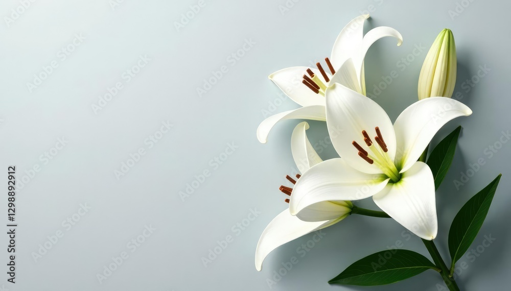 White lily blooms on a soft grey background with subtle texture, flowers, floral arrangement White lily blooms on a soft grey background with subtle texture, flowers, floral arrangement