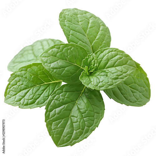 Fresh Mint Leaves Arranged on a White Background Showcasing Their Vibrant Gre...