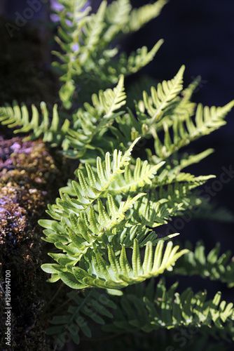 Common Polypody fern growing on a wall, Derbyshire England
 photo