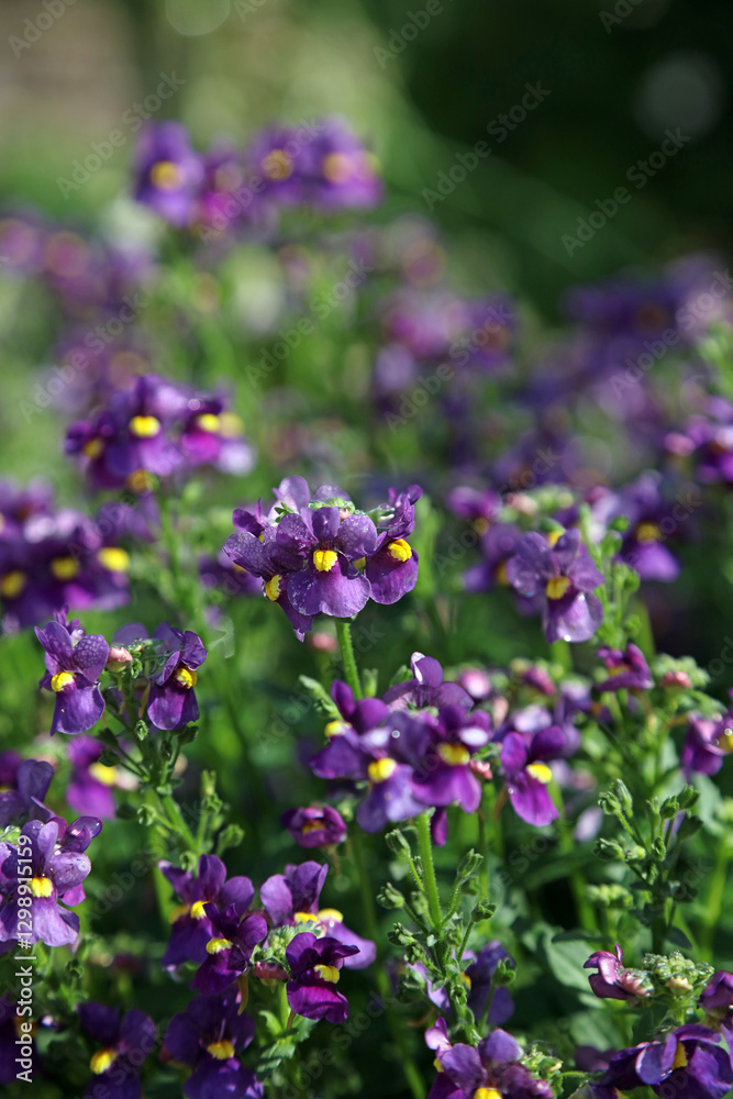 Purple Cape jewels blooms, Derbyshire England
Purple Cape jewels blooms, Derbyshire England
