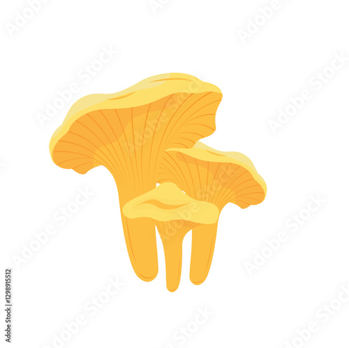 Vector illustration, chanterelle mushroom, isolated on white background.