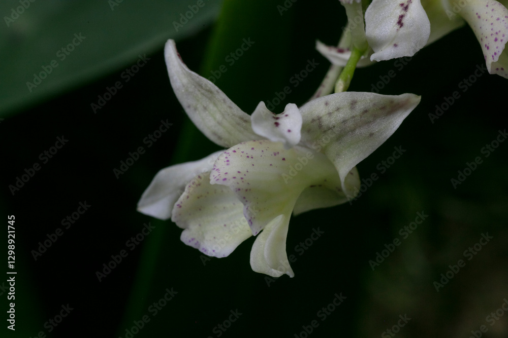 Dendrobium Micro Chip- Orchid