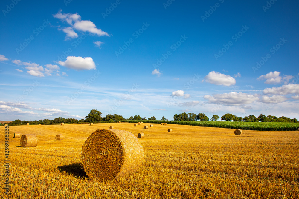 Fototapeta premium Moisson du blé et meule de paille au milieu de la campagne en été.