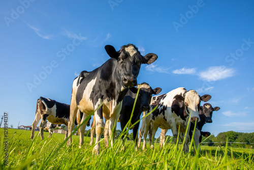 Troupeau de vaches laitière au milieu des champs d'herbe verte dans la campagne au printemps.