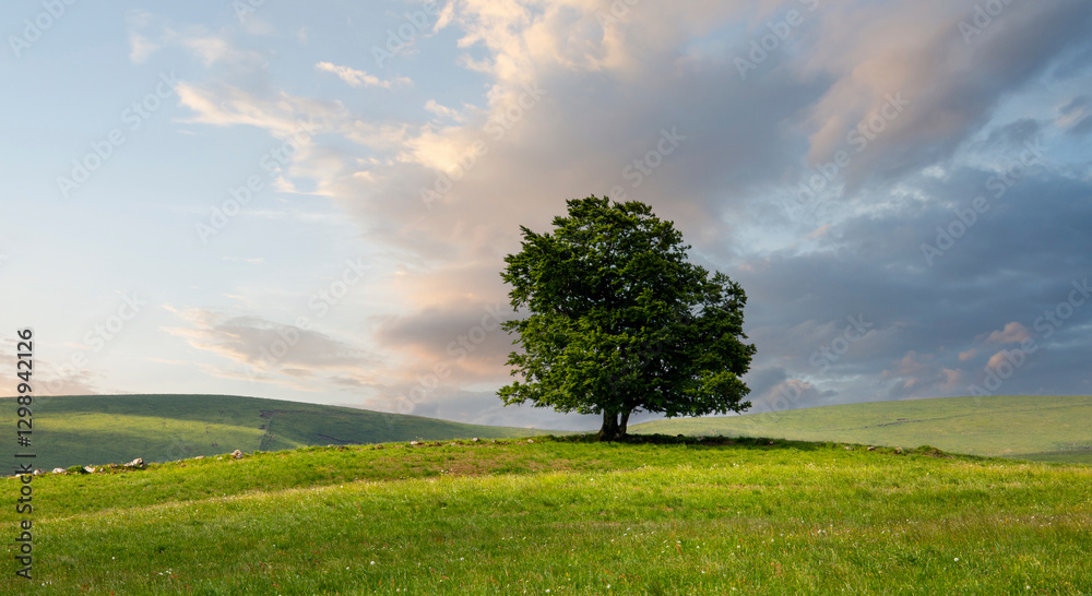 Un arbre majestueux au milieu de la campagne au printemps. Un arbre majestueux au milieu de la campagne au printemps.