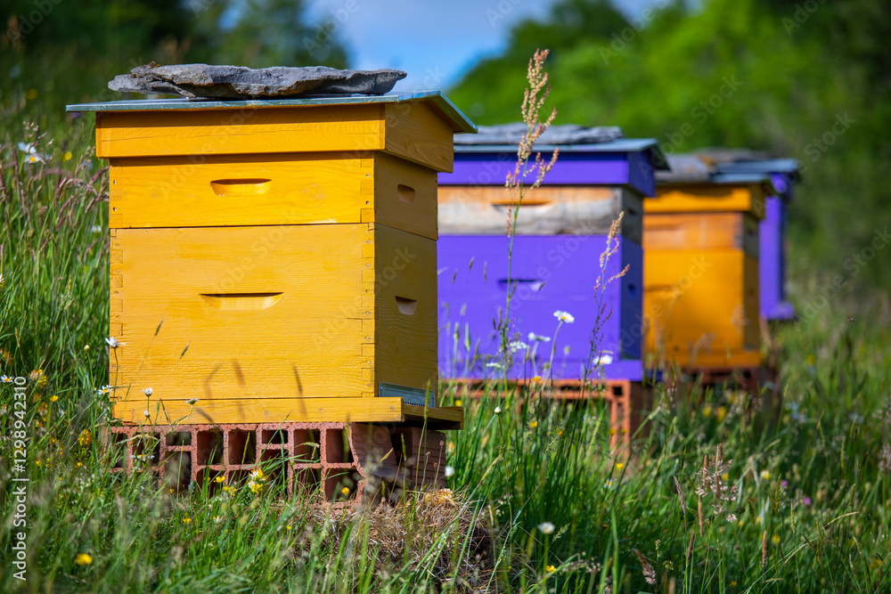 Ruches colorées pour la récolte du miel des abeilles en pleine nature au printemps. Ruches colorées pour la récolte du miel des abeilles en pleine nature au printemps.