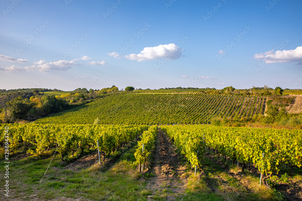 Obraz premium Paysage et vigne en France dans un vignoble avant les vendanges d'automne.
